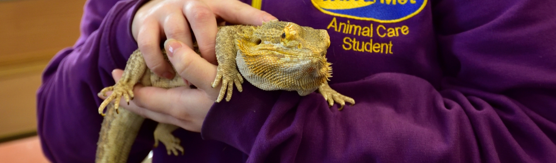Animal Management and Wildlife Ecology student holding bearded dragon in college classroom