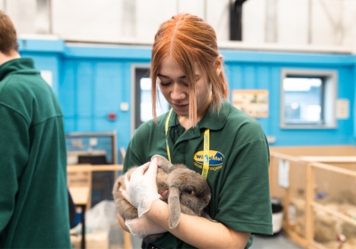 Female Animal Management Student Holding Black Rabbit