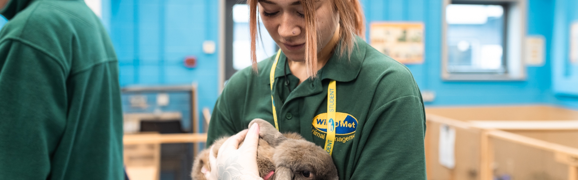 Animal Management student holding a rabbit in classroom