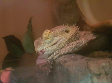 One of Wirral Met's bearded dragon is settling in to his foster home
